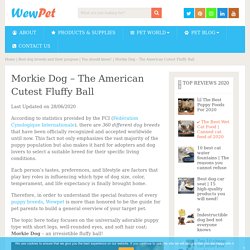 Morkie Dog - The American Cutest Fluffy Ball - WewPet