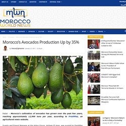 Morocco’s Avocados Production Up by 35%