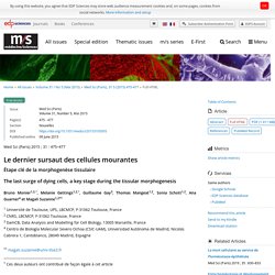 Le dernier sursaut des cellules mourantes - Étape clé de la morphogenèse tissulaire