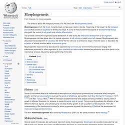 Morphogenesis