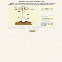 Morphologie du champignon, reconnaissance du champignon typique, anatomie et description du champignon