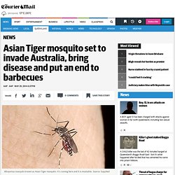 Asian Tiger mosquito set to invade Australia, bring disease and put an end to barbecues