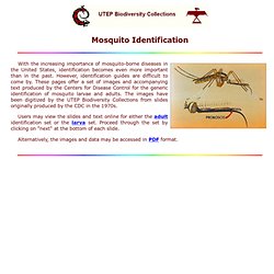 Mosquito ID