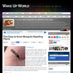 Five Easy to Grow Mosquito Repelling Plants