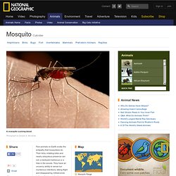 Mosquitoes, Mosquito Pictures, Mosquito Facts