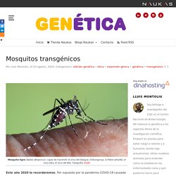 Mosquitos transgénicos - Gen-Ética