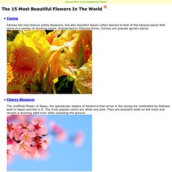 The Most Beautiful Flowers in the World