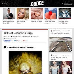 10 Most Disturbing Bugs - Oddee.com (ugly bugs, monster bugs)