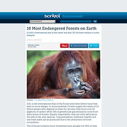 10 Most Endangered Forests on Earth