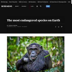 The most endangered species on Earth
