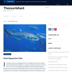 Most Expensive Fish - Theexorbitant