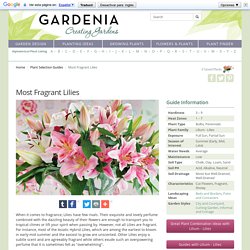 Most Fragrant Lilies