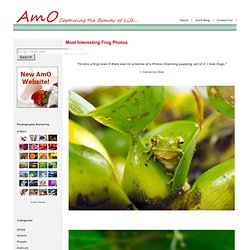 Frog Photos