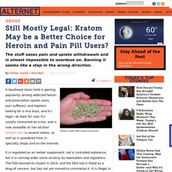 Still Mostly Legal: Kratom May be a Better Choice for Heroin and Pain Pill Users?