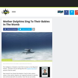 Mother Dolphins Sing To Their Babies In The Womb