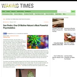 San Pedro: One Of Mother Nature’s Most Powerful Psychedelics