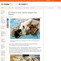 A mother's love: Yorkie adopts five kittens