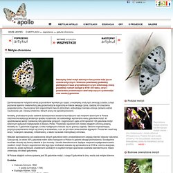 Motyle chronione