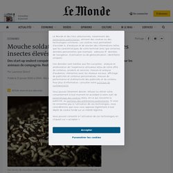 LE MONDE 21/01/20 Mouche soldat noir, ver de farine et autres insectes élevés en France
