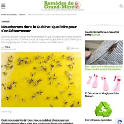 Moucherons dans la Cuisine : Que Faire pour s'en Débarrasser