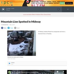 Mountain Lion Spotted In Midway By Girolamo Francesco Messeri