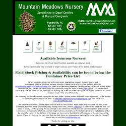 Mountain Meadows Dwarf Conifers Nursery Home page