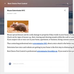 Mouse Exterminator NYC