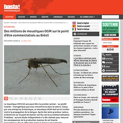 Des millions de moustiques OGM sur le point d'être commercialisés au Brésil