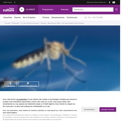 FRANCE CULTURE 26/09/19 LE JOURNAL DES SCIENCES - Moustiques OGM : une descendance plus robuste