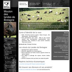 Mouton des landes de Bretagne