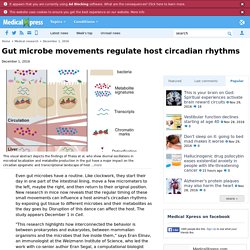 Gut microbe movements regulate host circadian rhythms