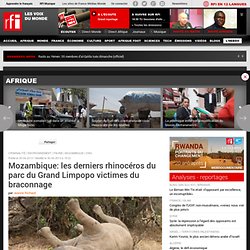 Mozambique: les derniers rhinocéros du parc du Grand Limpopo victimes du braconnage - Mozambique