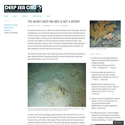 The muddy deep-sea bed is not a desert