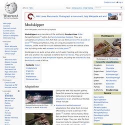 Mudskipper