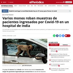 Varios monos roban muestras pacientes Covid-19 en un hospital India