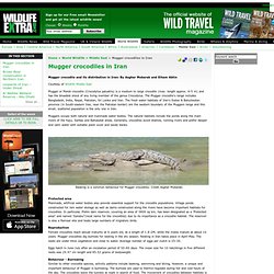 Mugger crocodiles in Iran