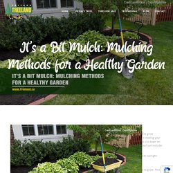 It's a Bit Mulch: Mulching Methods for a Healthy Garden