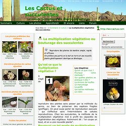 La multiplication végétative ou bouturage des cactus et succulentes