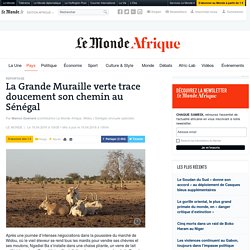 La Grande Muraille verte trace doucement son chemin au Sénégal