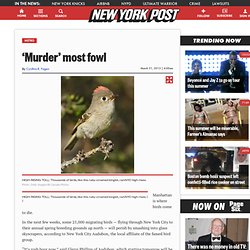 ‘Murder’ most fowl
