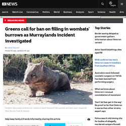 Greens call for ban on filling in wombats' burrows as Murraylands incident investigated