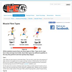 Muscle Fibre Types