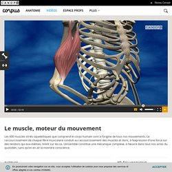 Le muscle, moteur du mouvement - Corpus - réseau Canopé