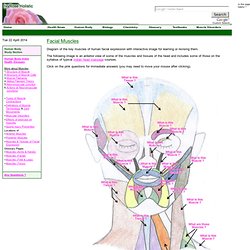 Muscles of Facial Expression - Muscles of the Face, Head, and Neck