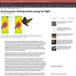 Cool muscles: Storing elastic energy for flight