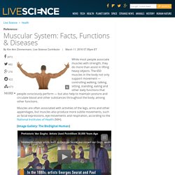Muscular System: Facts, Functions &amp; Diseases