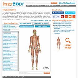 Muscular System (Front View) - Muscular System