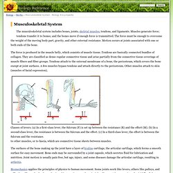 Musculoskeletal System - Biology Encyclopedia - body, human, specific, membrane, water, produce, common, first