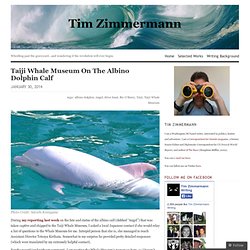 Taiji Whale Museum On The Albino Dolphin Calf