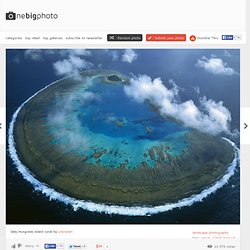 lady musgrave island coral photo